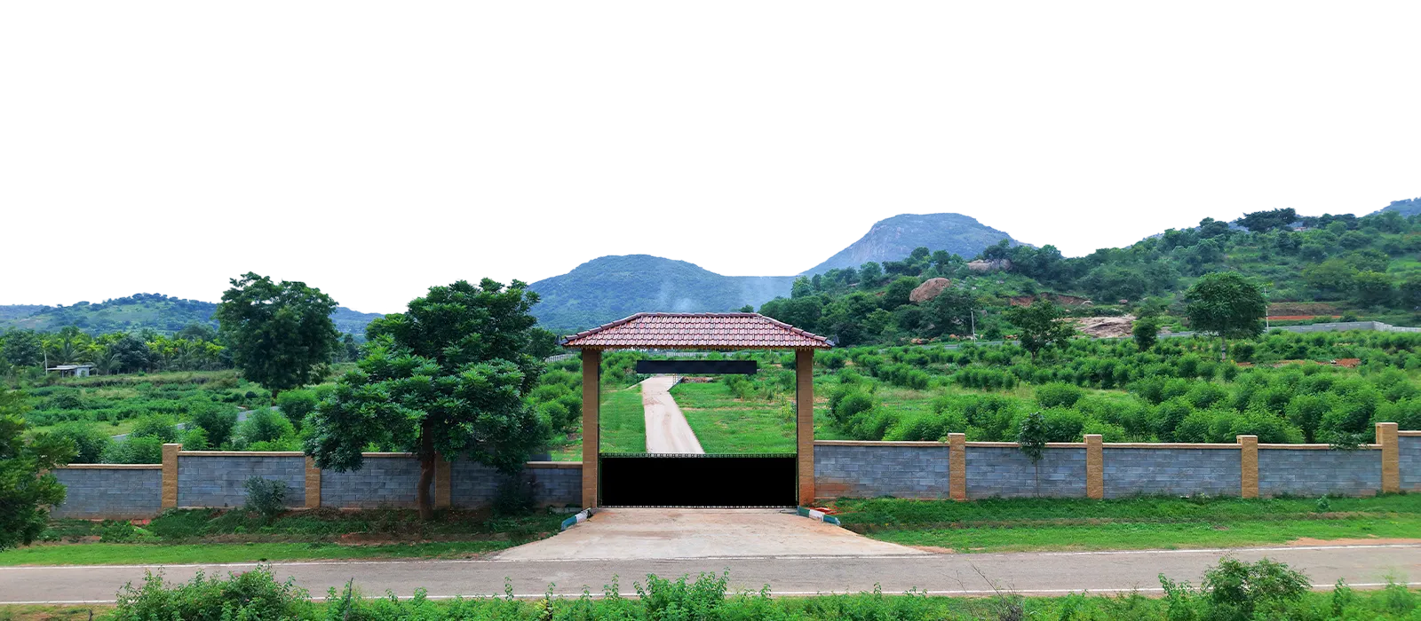 Parva, sandalwood plantation plots near Kanakapura